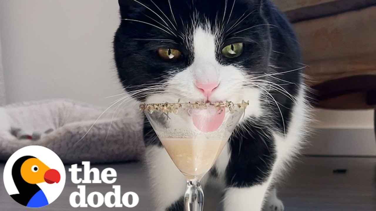Cat Asks For His Cocktail Every Evening | The Dodo