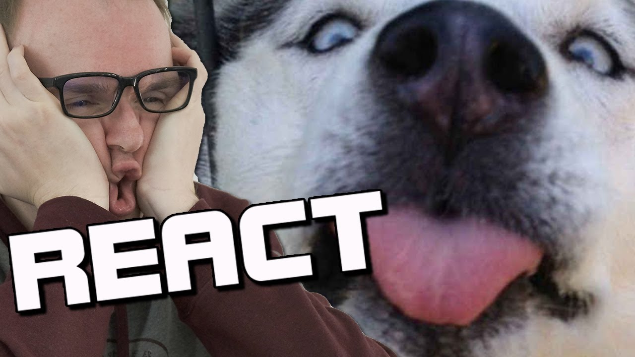 React: Tiere sind immer lustig! | Best Of The 2020 Funny Animal Videos