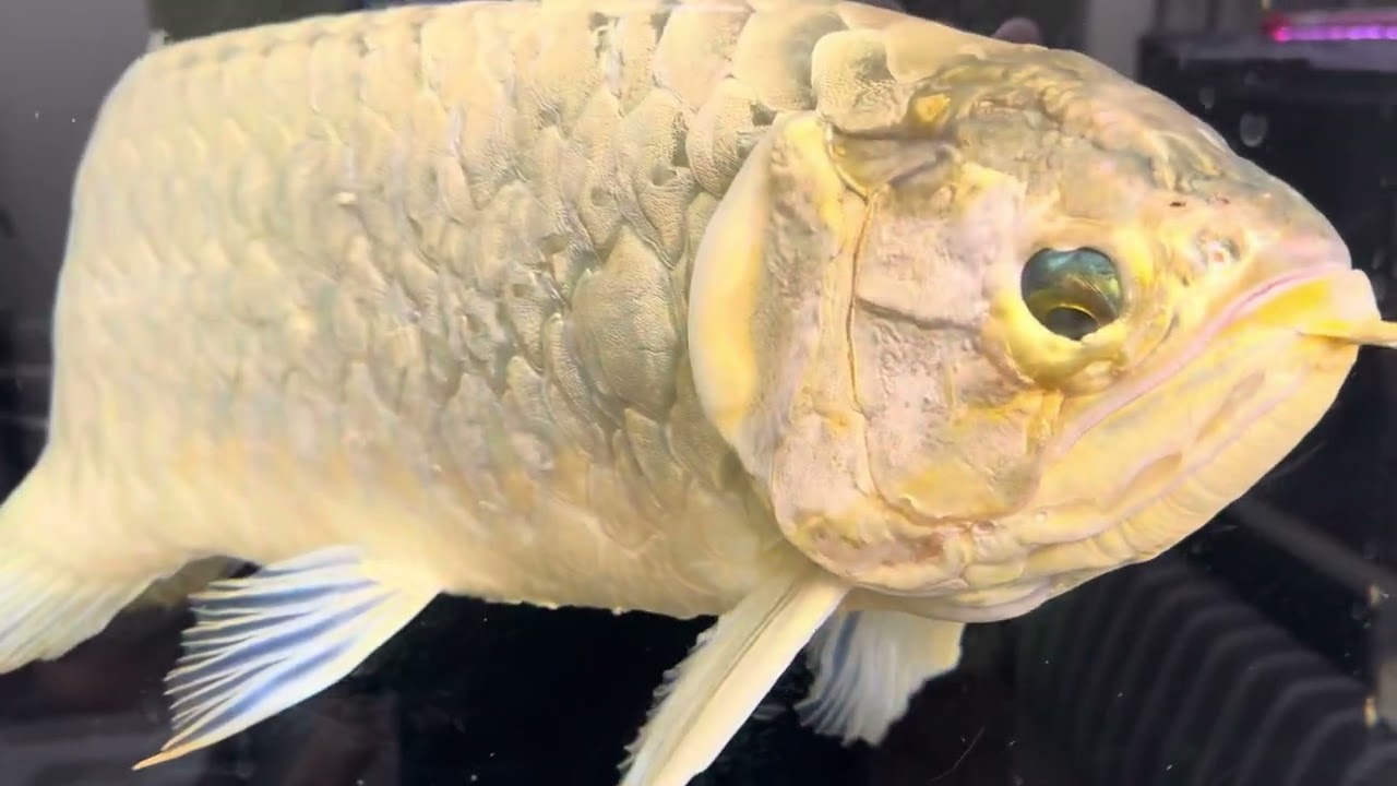 2025年9月古代魚達がこんなに大きくなりました！