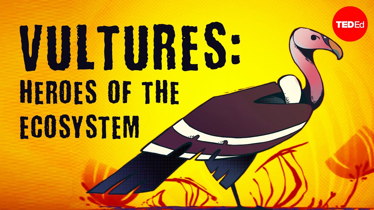 Vultures: The acid-puking, plague-busting heroes of the ecosystem - Kenny Coogan