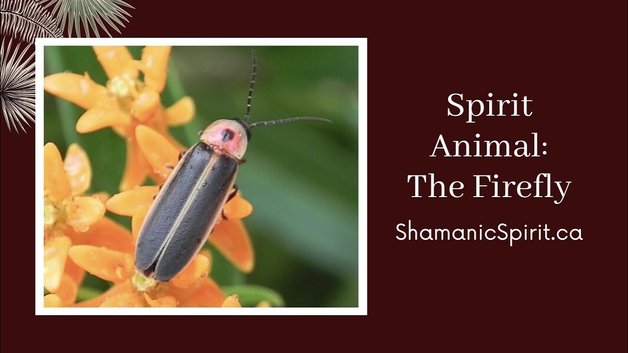 Animal Spirit Guide: The Firefly (Shamanic Power Animal). Firefly Symbolism