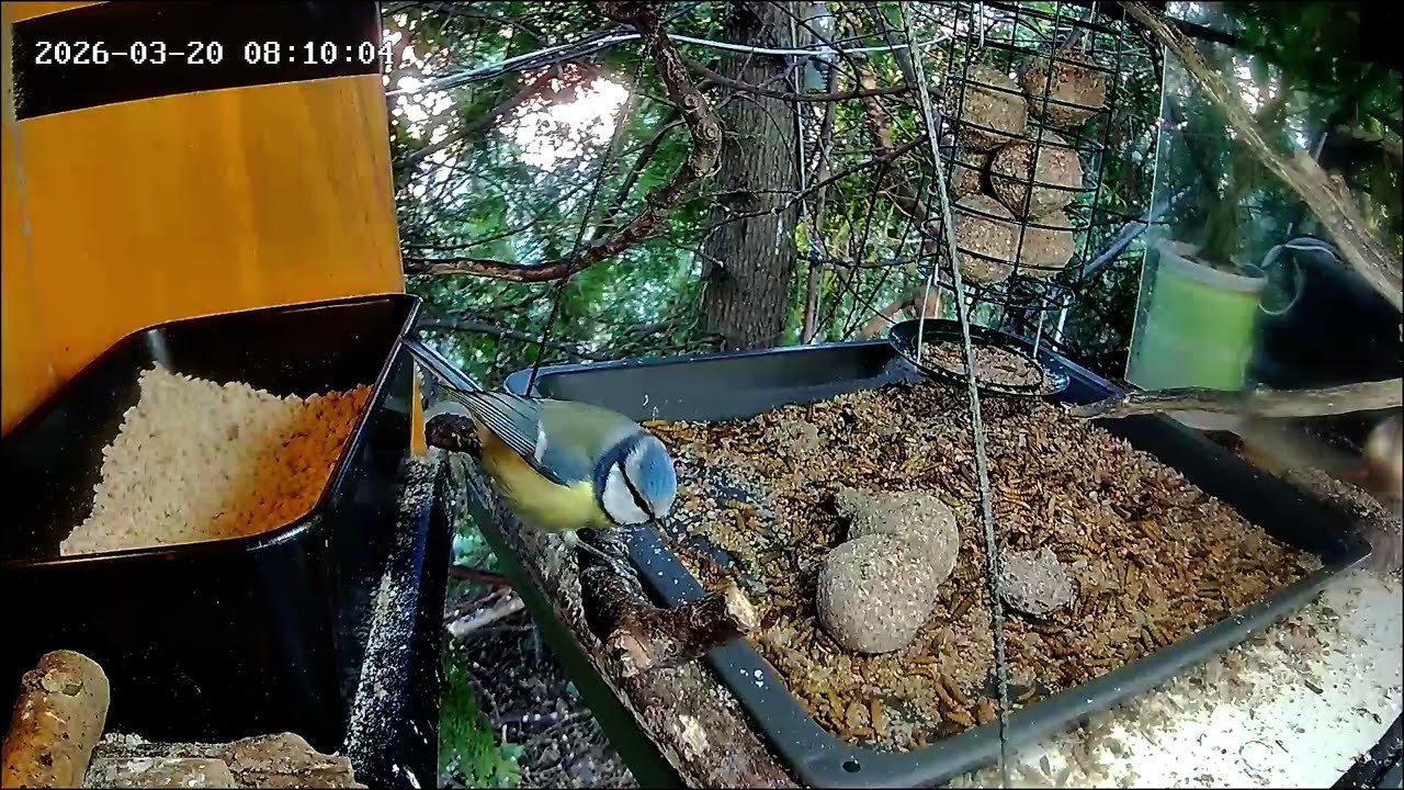 Ruhiger Morgen an der Nuss-Tanke (20.03.2026)