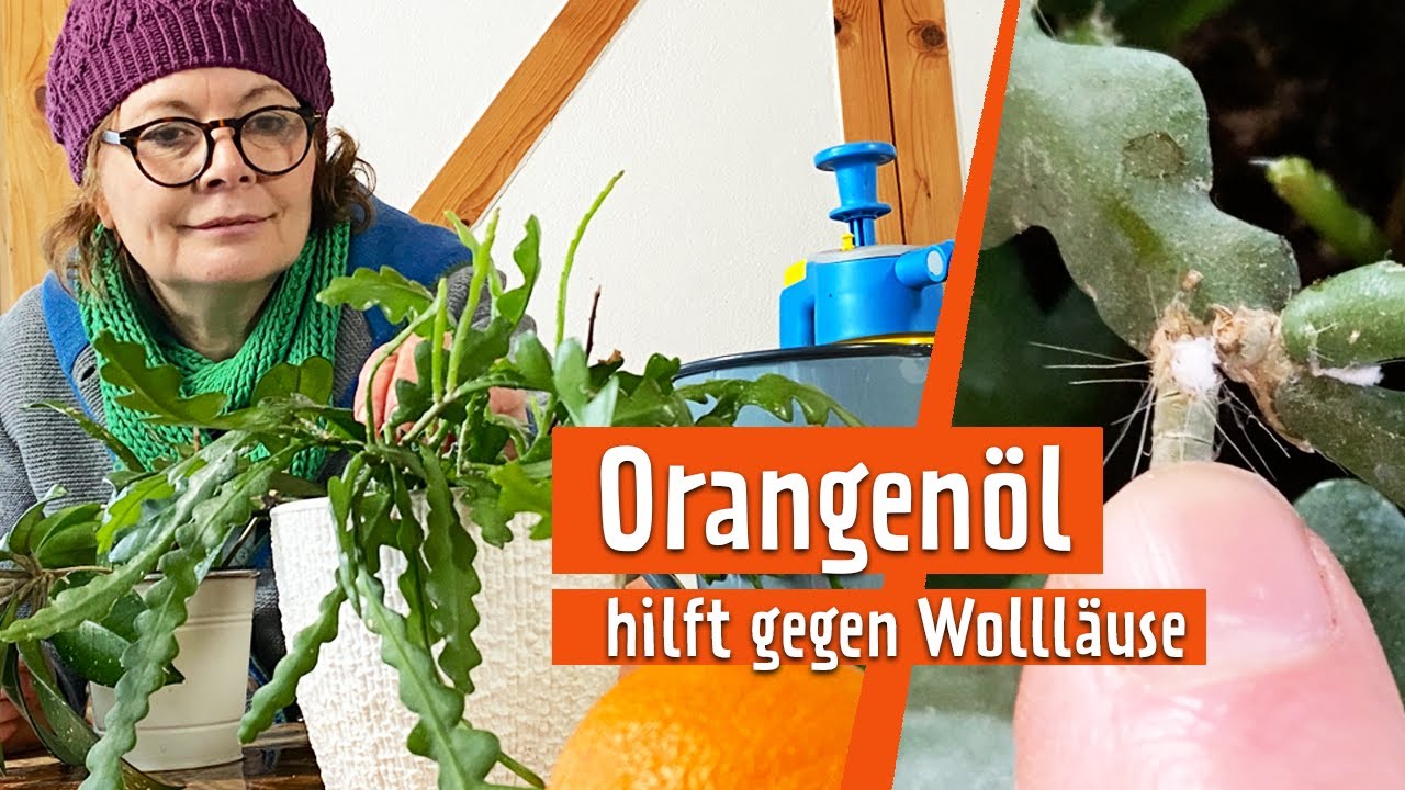 Wolll&auml;use an Zimmerpflanzen mit Orangen&ouml;l bek&auml;mpfen | MDR Garten
