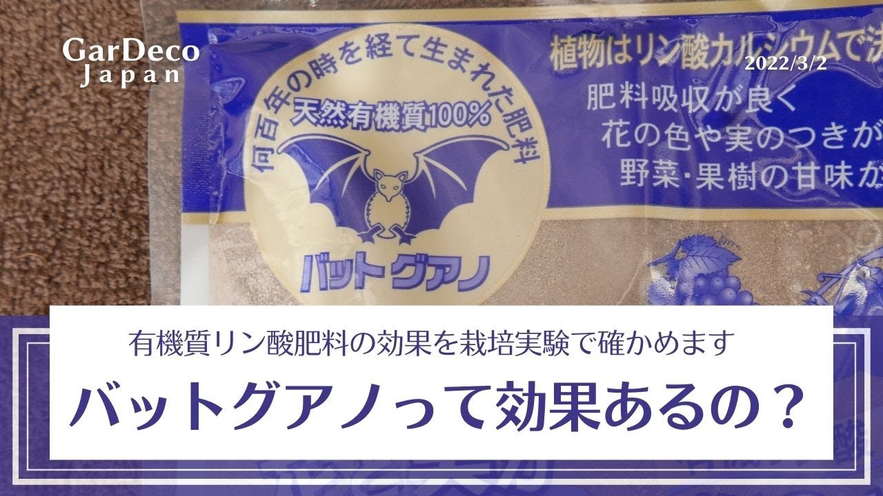 【リン酸肥料】バットグアノって効果があるの？【花付き・実付きを良くする】