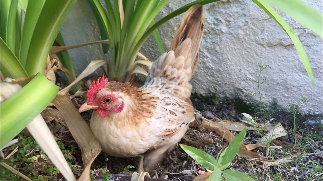 Serama Chicken From Malaysia