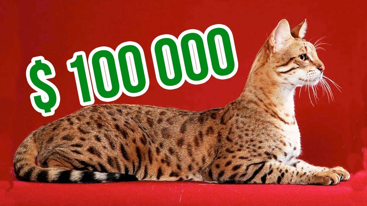 THE MOST EXPENSIVE CAT BREEDS In The World