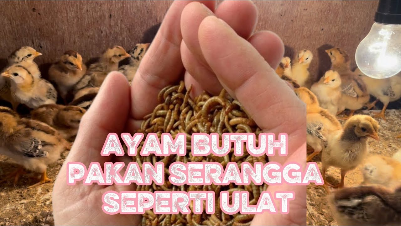 Ayam Butuh Pakan Alami Seperti Serangga & Ulat Hongkong Waktu Masih DOC