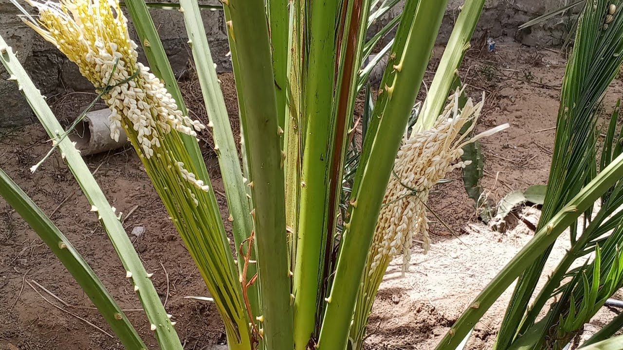 طريقه تلقيح النخل البرحي شغل اليوم🌴