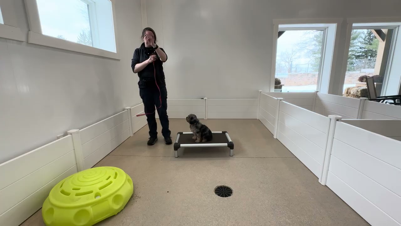 Ricky Collar & Leash Skills 02/11
