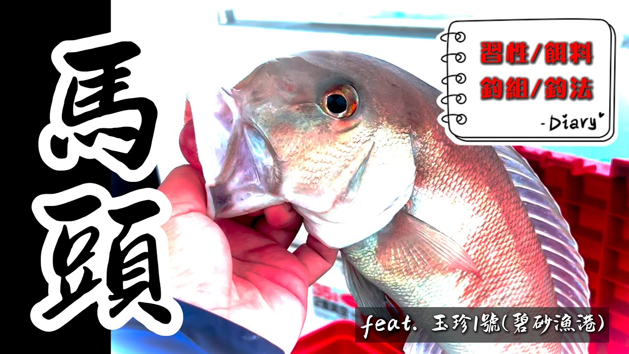 【EP27馬頭攻略】 白浪中的大白馬_習性、釣餌、釣法、釣組，一應具全! feat. 玉珍一號 ... by 釣魚輕鬆玩 #船釣 #馬頭 #赤馬