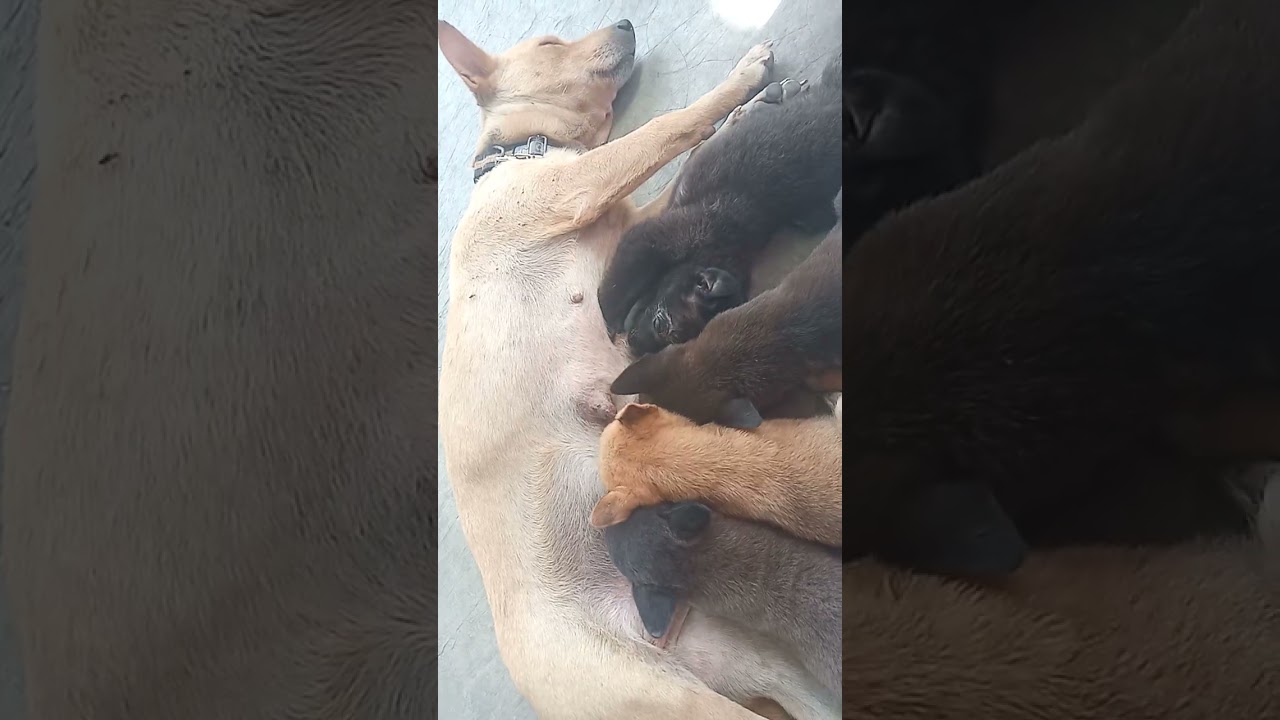 Giống chó bú mẹ quá OK ❤️❤️❤️❤️@