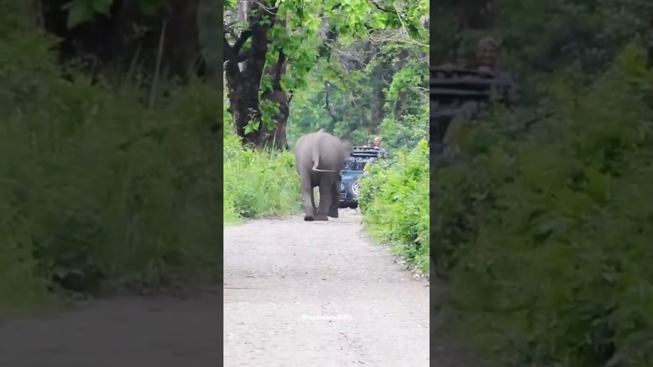 Elephant Chasing Tourist Gypsy #elephant #aggressive #wild #manasnationalpark