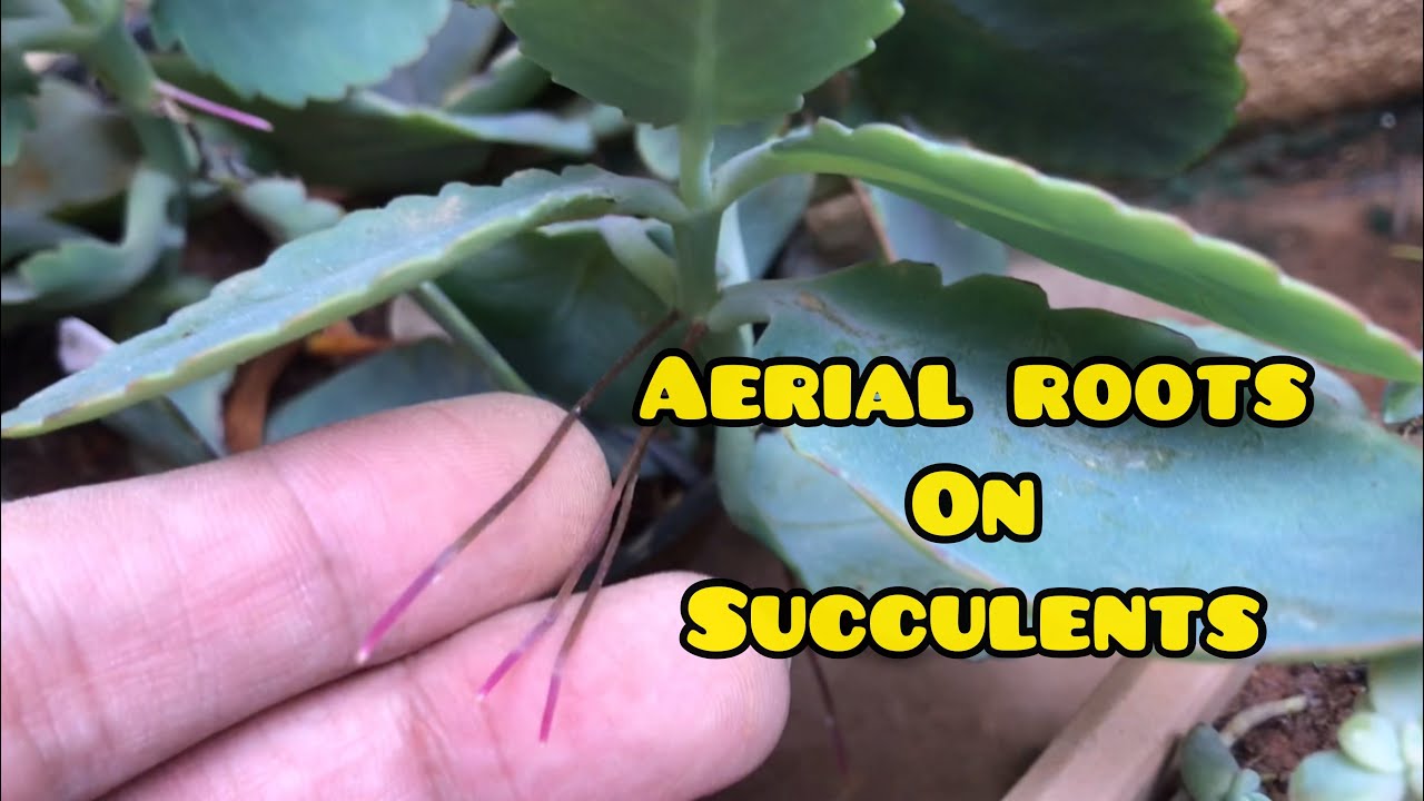 || WHY DO MY SUCCULENTS HAVE AERIAL ROOTS ||