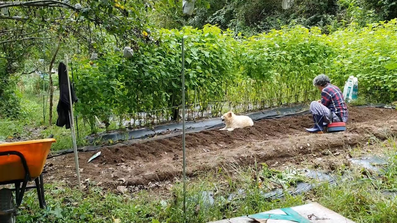 Осенний день в корейской деревне: посев семян капусты, сбор тыквы и миска удона.