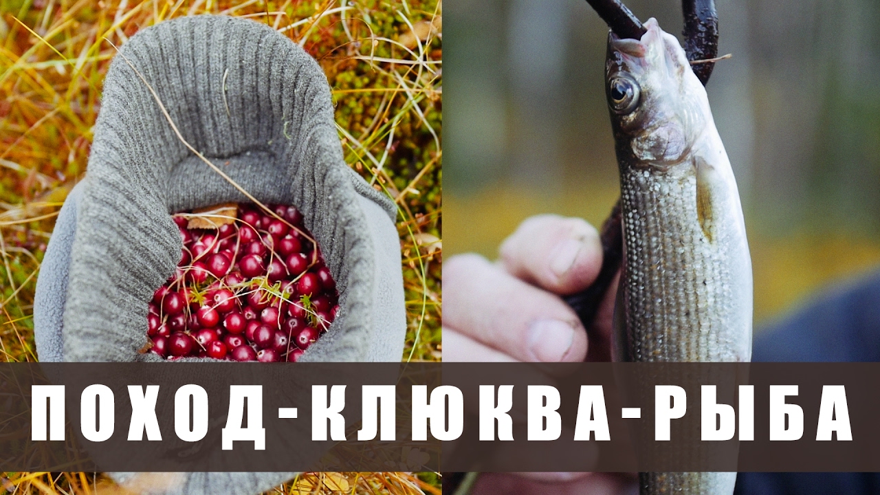 Поход в лес. Осень в тайге. - (разведка, клюква, рыба, жарим мясо, ночевка в избе)