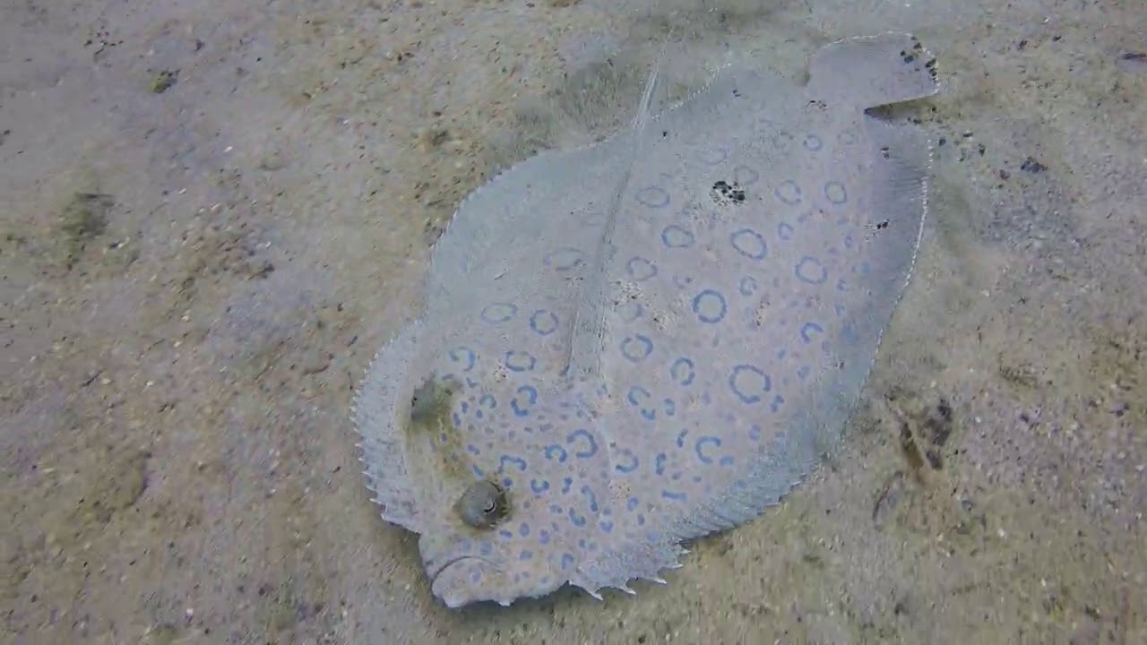 Peacock Flounder!