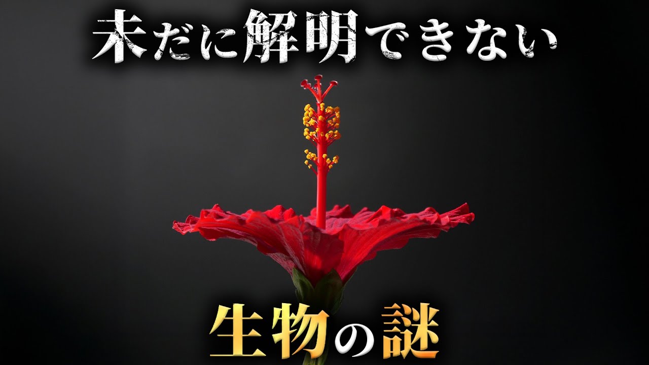 【未解明】現代の最新調査でも解明できない生物の謎4選がヤバすぎた...。Part10【 生物学 ミステリー 動物 】