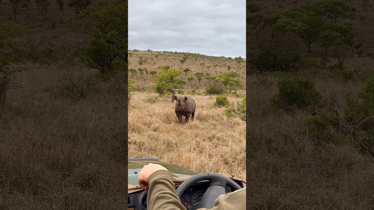 Curious Black Rhino Sighting Rare Animals Wildlife Safari Game Nashorn Kai Schimpf Ohkaikaiii