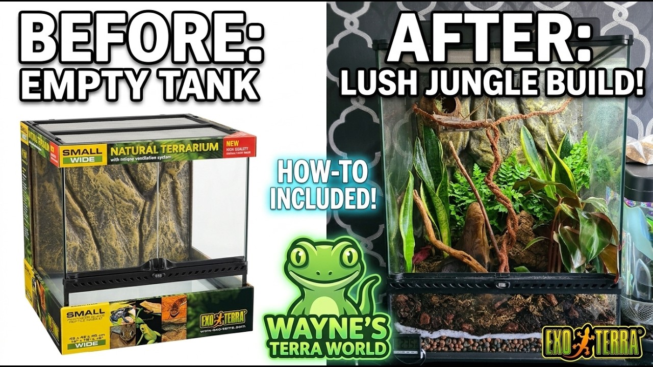 ExoTerra How To set up a Terrarium for Gecko | Reptile Pet DIY