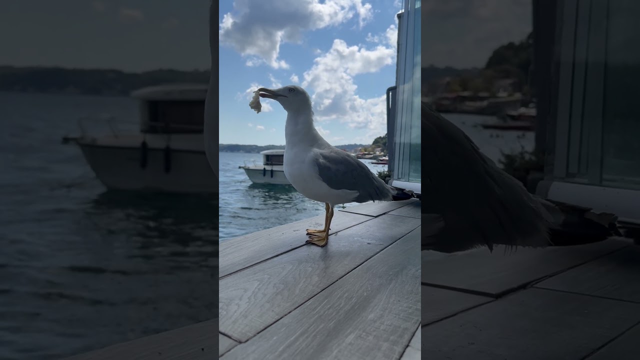 Feeding seagulls by your hand is something usual in Istanbul #seagulls #sea #istanbul #turkey