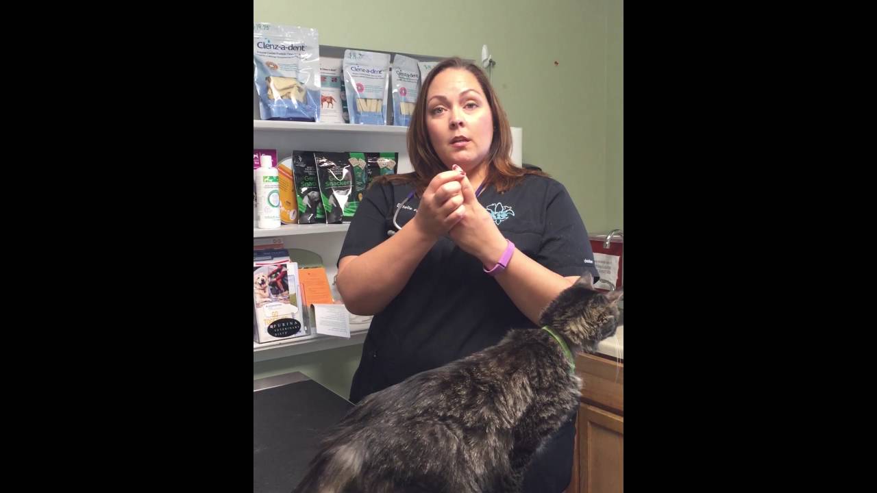 Declaw Video