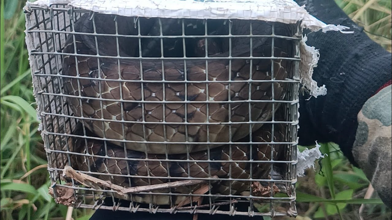 Trải nghiệm thăm bẫy rắn nữa luồng bẫy sau dính khủng hoảng và con rắn khủng/snake trap in Vietnam