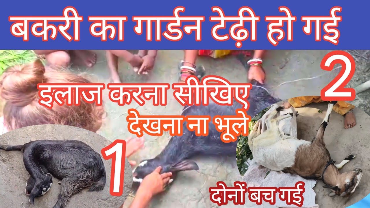 bakri ki gardan ka ilaj बकरी की गर्दन अकड़ने का इलाज bakri ki gardan ghumana। Bakri garden tedi hona