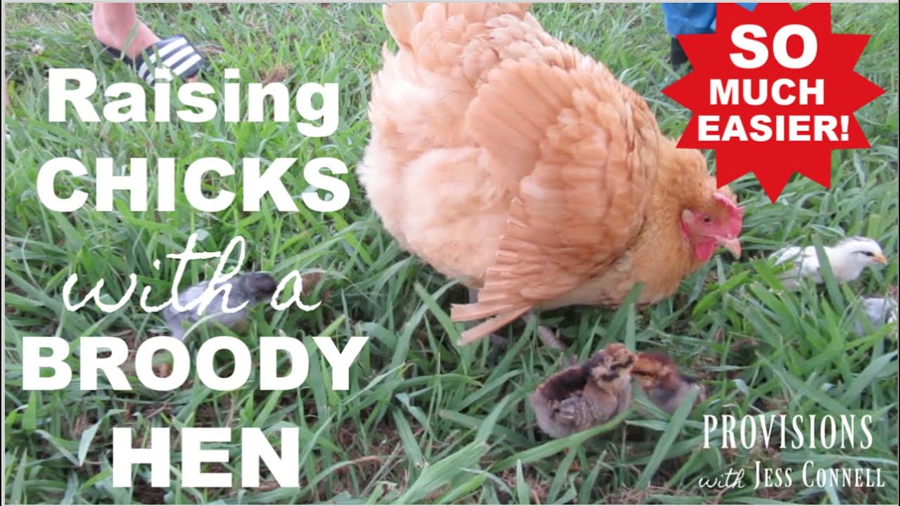 Raising Chicks with Broody Hens: SO MUCH EASIER Than Mail-Order Chicks!!!