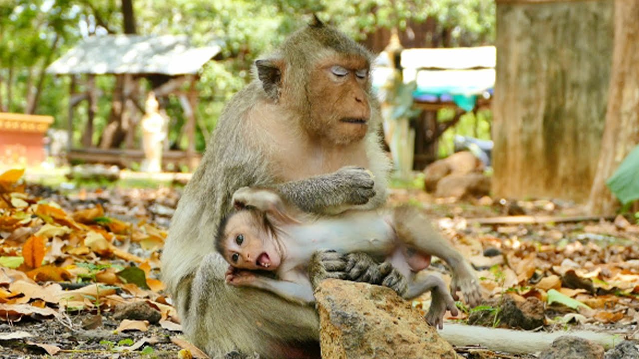 Lovable & Impressive Emma Baby Monkey Climbing Fluently And Fast Like The Lizard - Love Monkey #983