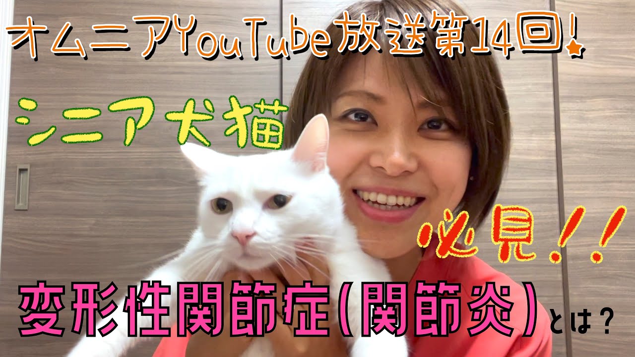 シニア犬猫必見！！変形性関節症（関節炎）とは？？