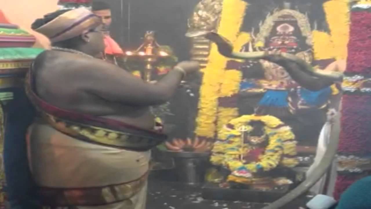 Real Snake Puja in Temple | Snake Worship