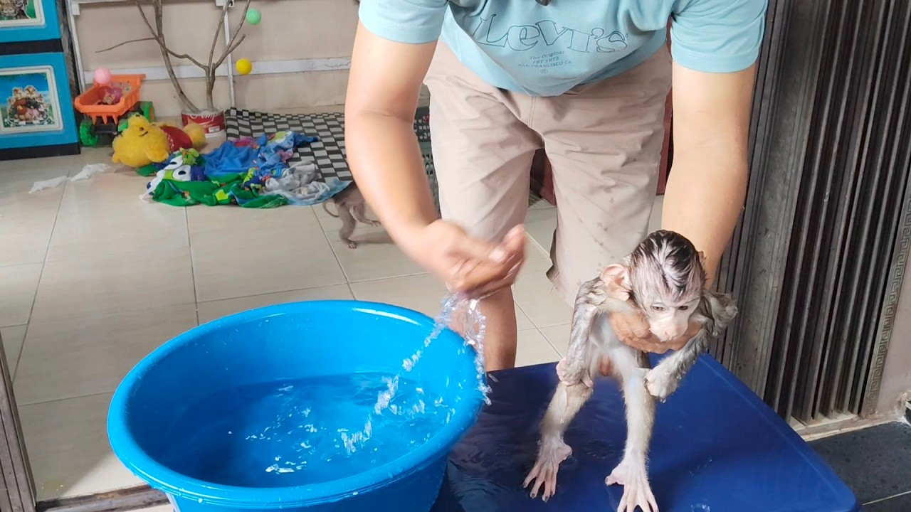 VERY SCARED WHEN THIS BABY MONKEY CAME INTO CONTACT WITH WATER