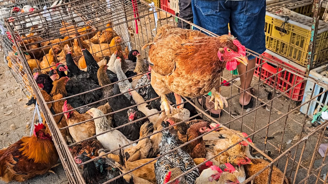FEIRA DE GALINHAS E AVES DE CARUARU PE VIRA DESTAQUE NO NORDESTE!!