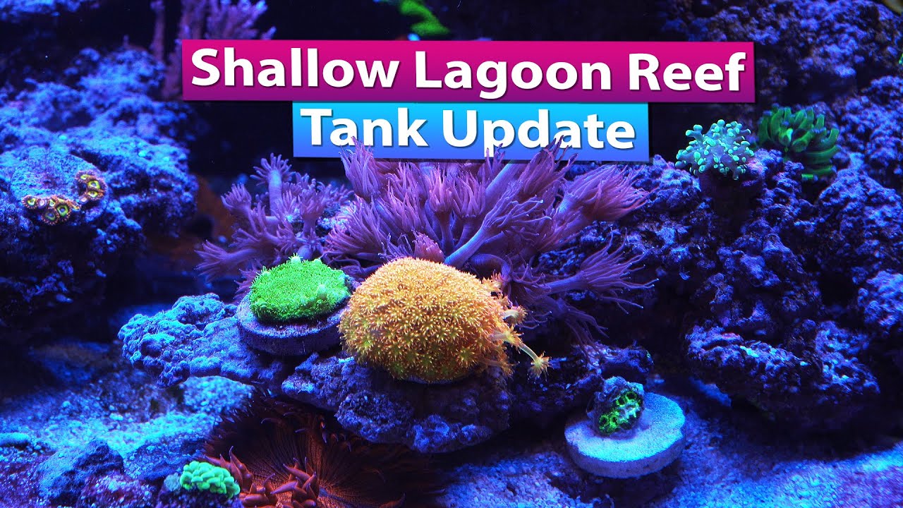 Shallow Reef Lagoon Tank Update