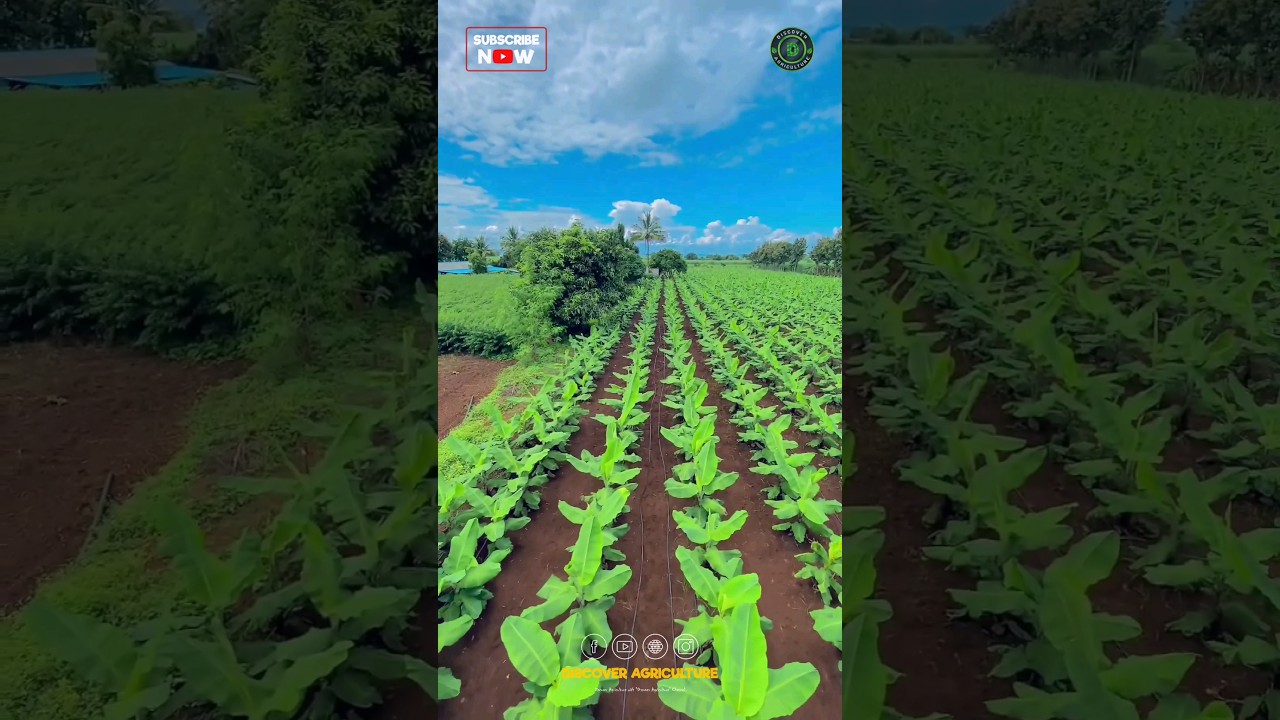 Banana Farming Process