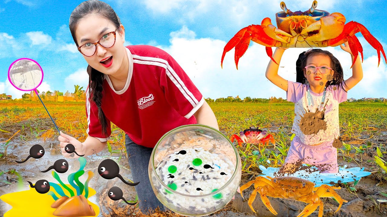 Changcady ra đồng bắt cá, bắt cua, trang trí bể cá nòng nọc