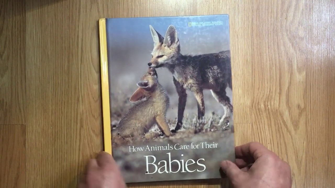 How Animals Care for Their Babies