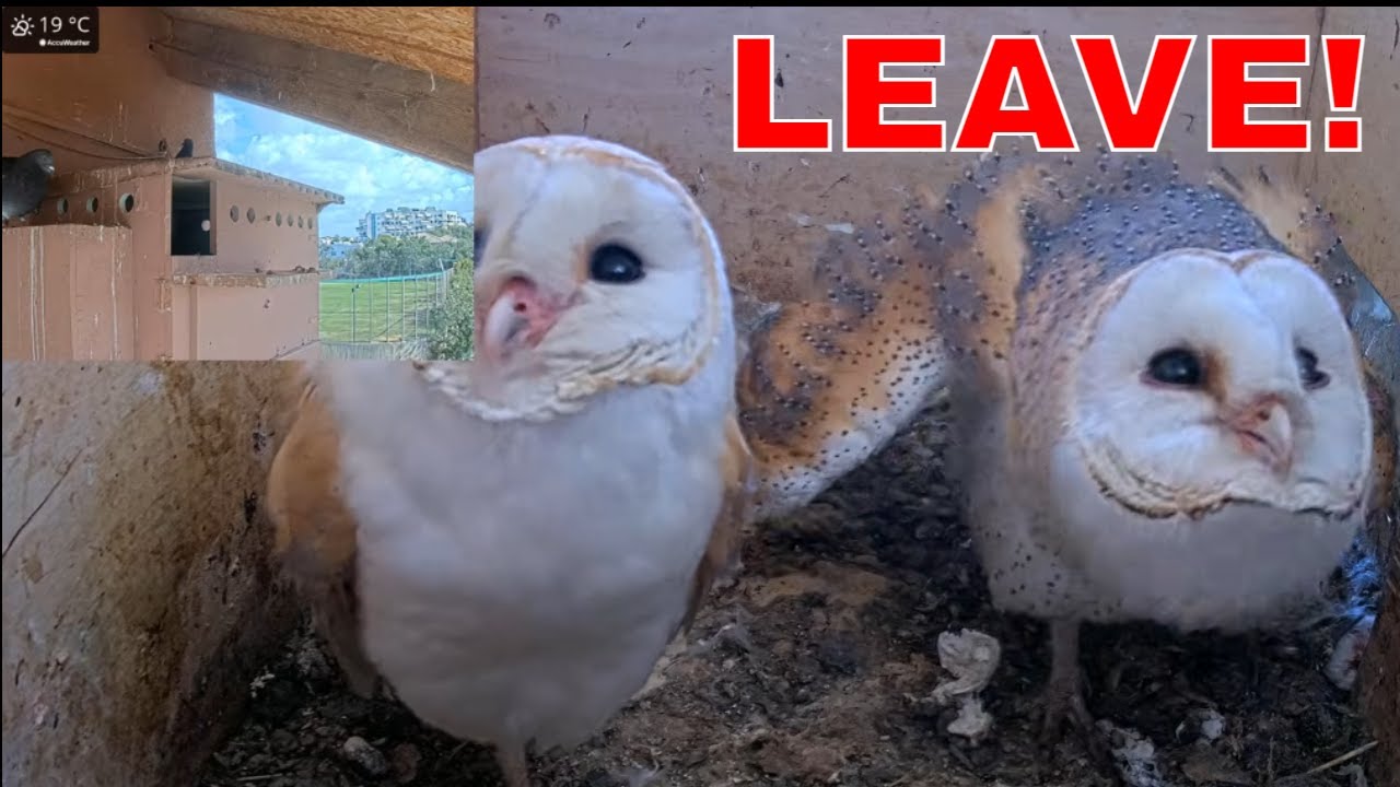 🪺 Defensive Mom, Calm Dad — Different Reactions to Pigeons