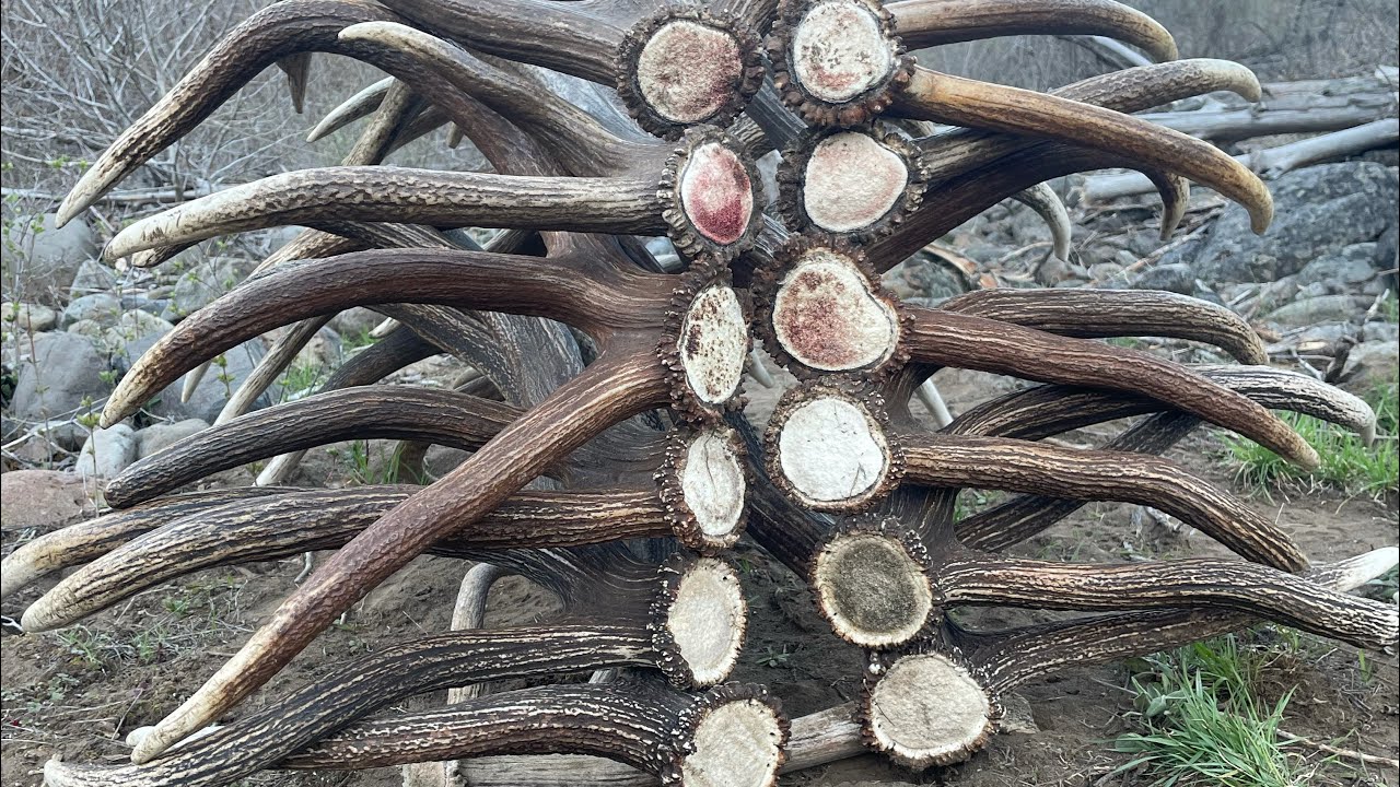 First brown elk sheds of 2022