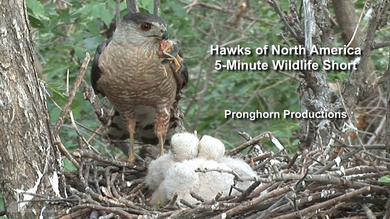 Hawks of North America | 5-Minute Wildlife Short