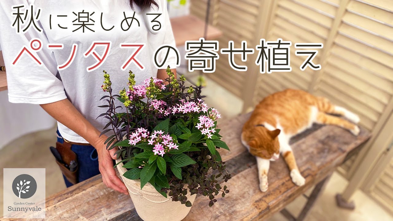【 秋の寄せ植え 】ペンタスで作るおしゃれな寄せ植え　＃1
