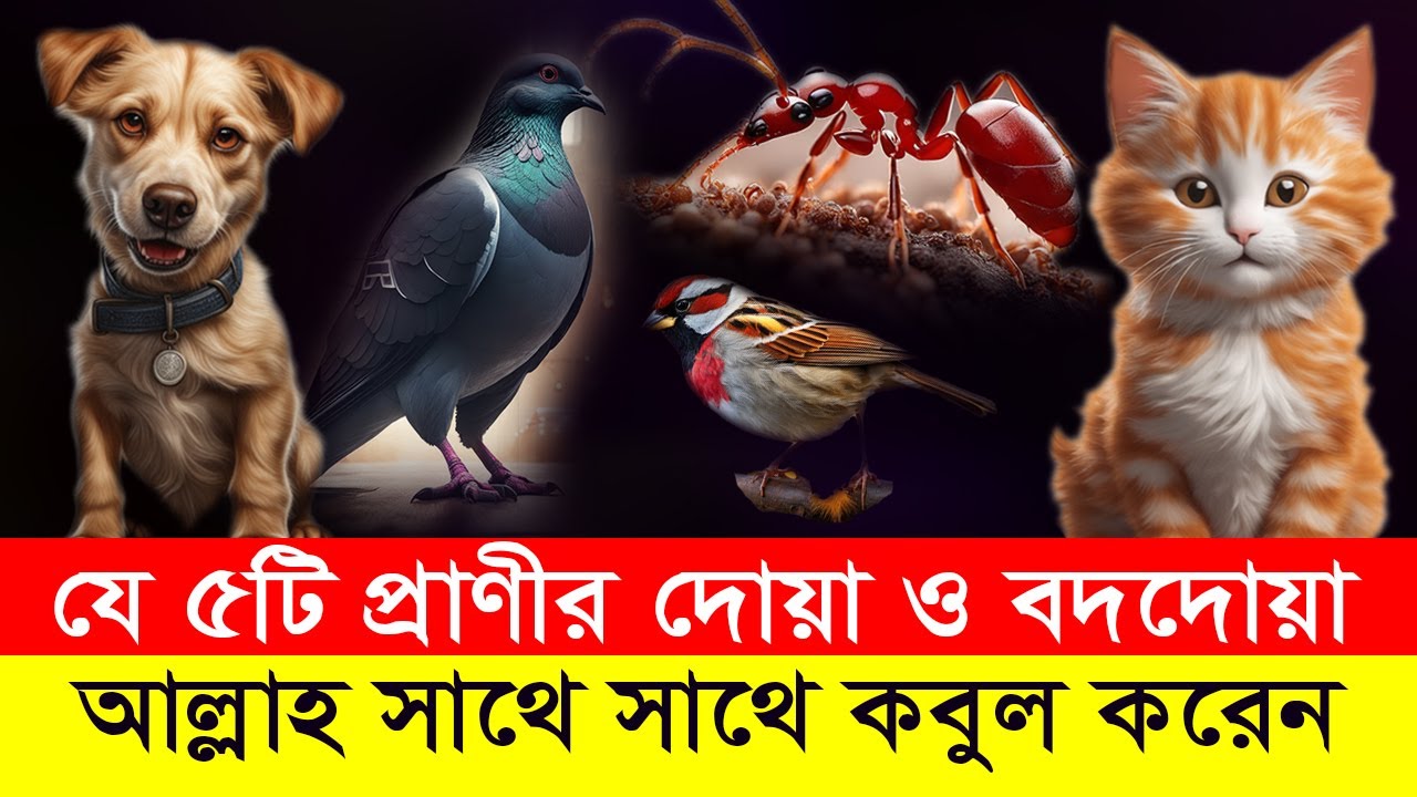 যে ৫টি প্রাণীর দোয়া ও বদদোয়া আল্লাহ সাথে সাথে কবুল করেন | তাই এদের বিষয়ে সাবধান!