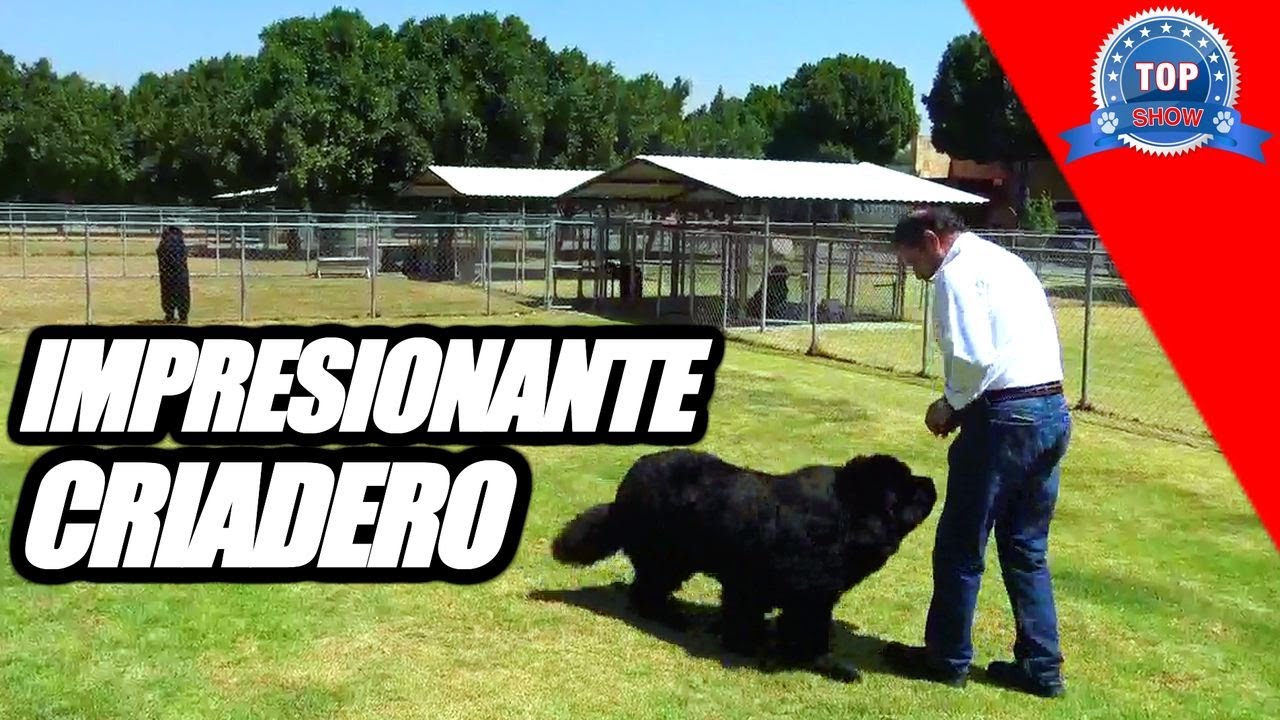 PERROS TERRANOVA