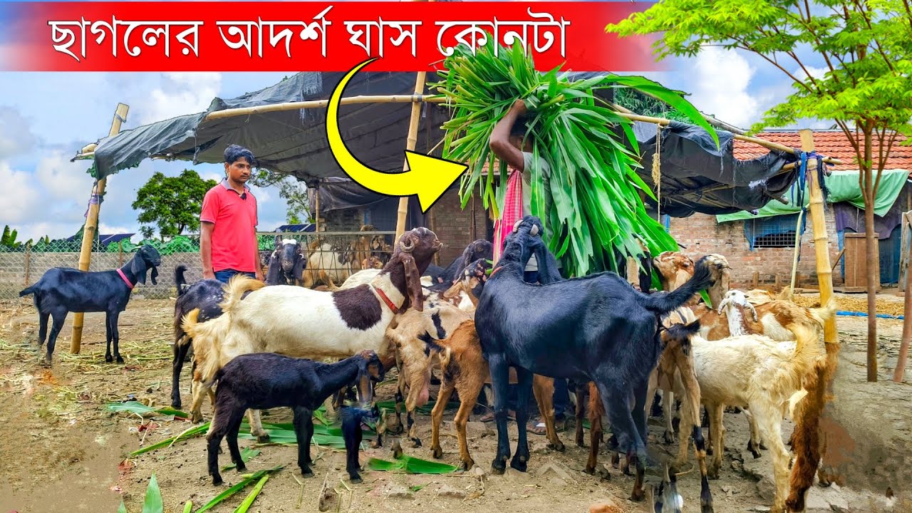 ছাগলের আদর্শ ঘাস কোনটা | Best Grass for Goat farm | Goat Farming in West Bengal | ছাগলের খামার