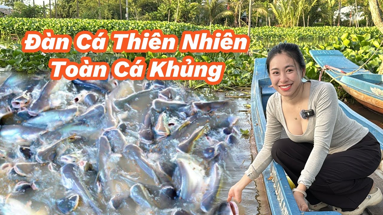 Trở Lại Thăm Đàn Cá Tra Thiên Nhiên Sau 2 Tháng , Quá Bất Ngờ Toàn Cá Khủng Kéo Về Ở | Cẩm Vân CGMT