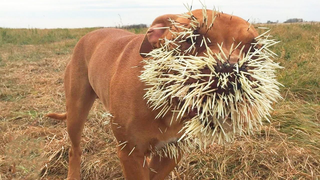 ヒョウもライオンもクマだって恐れる！ヤマアラシって何者？