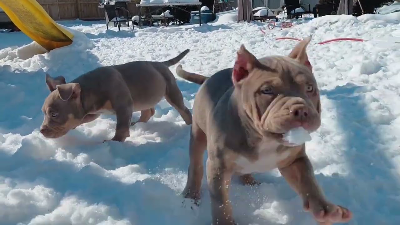 Puppy's first time playing in snow.It finally got warm enough to let them enjoy it