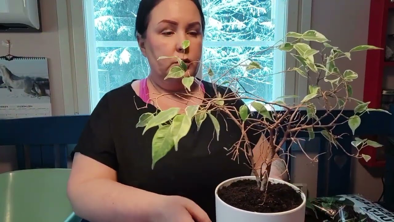 Viherkasvi vinkkejä ja kasvien keväistä mullanvaihtoa 