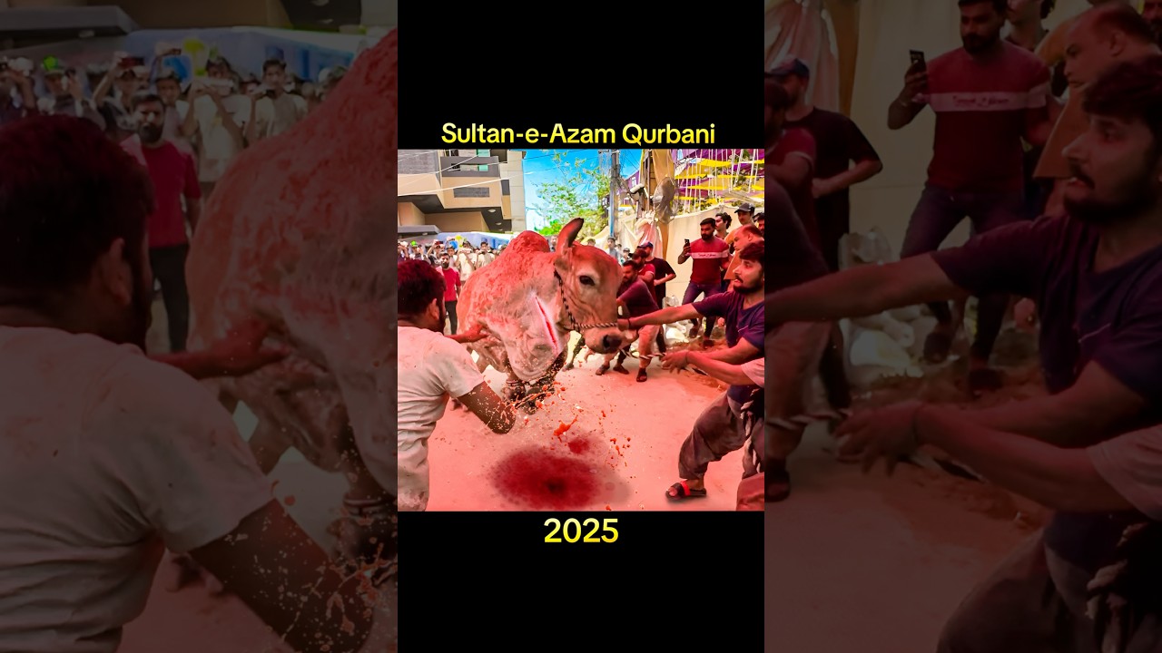 Sultan e Azam Qurbani 😢 | Eid 2025