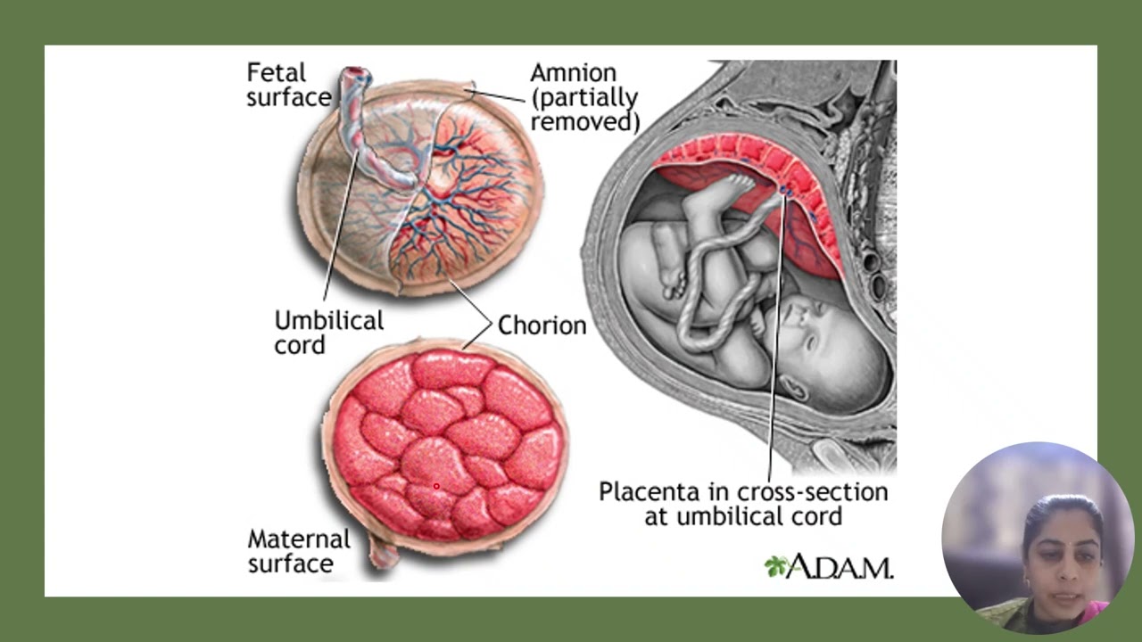 PLACENTA